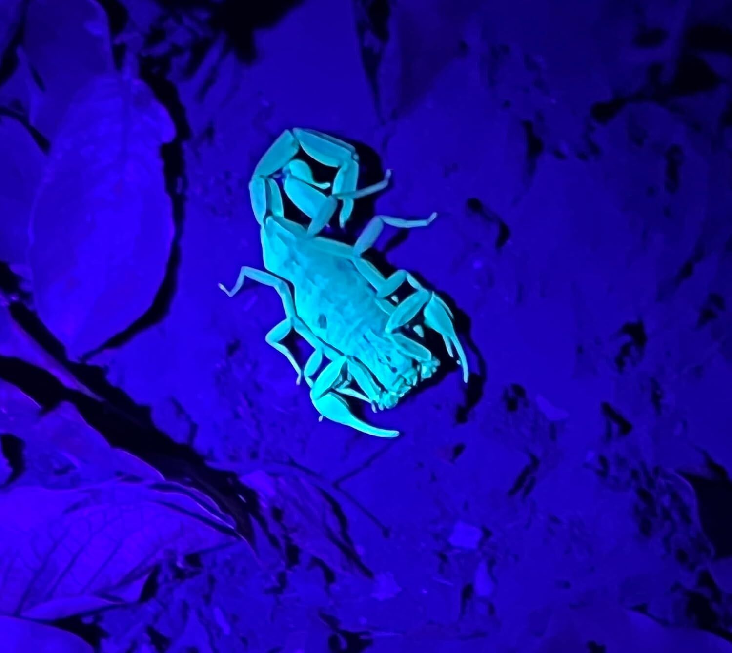 Police Security  Ultraviolet Inspection Light