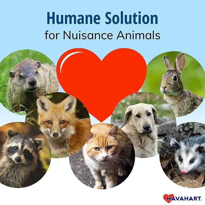 Havahart Easy Set Small 1-Door Animal Trap