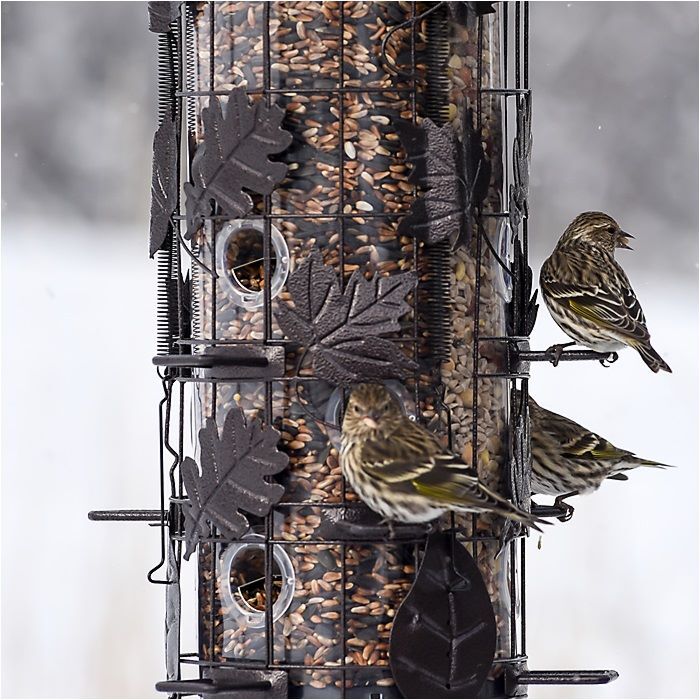 Perky-Pet Squirrel-Be-Gone III Wild Bird Feeder