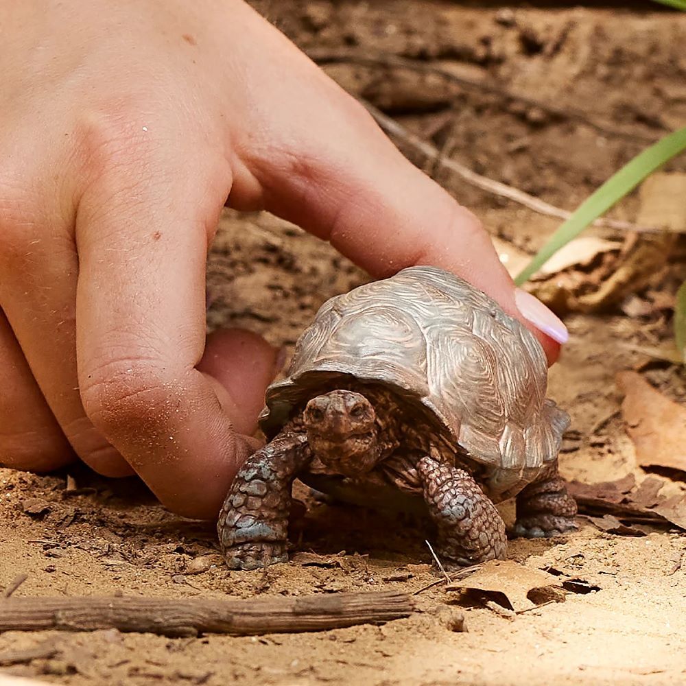 Schleich Giant Tortoise Toy