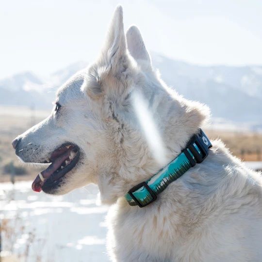Wolfgang Medium GreatEscape Dog Collar