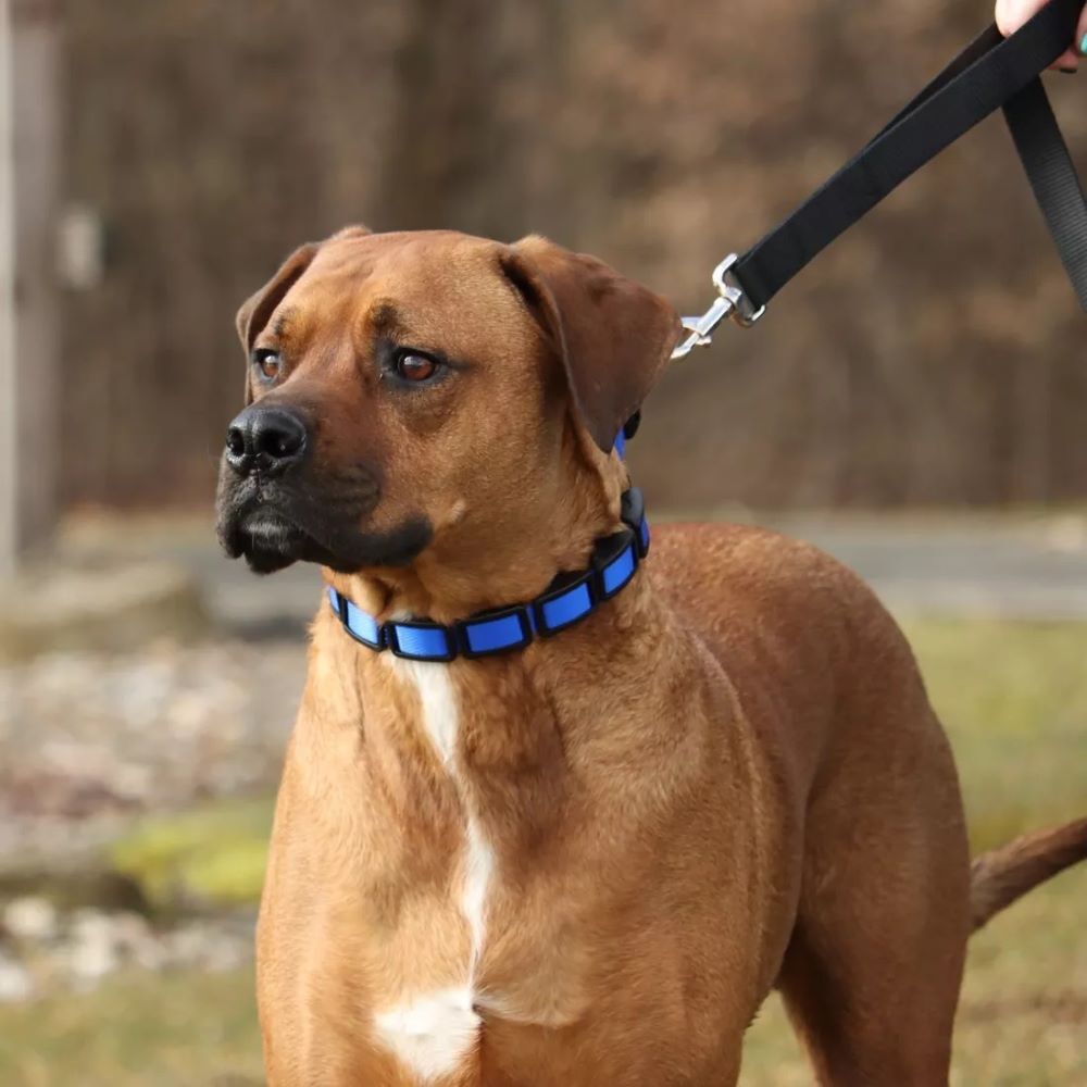 Coastal Pet Products Blue Natural Control Training Collar, 1-In x 16-In