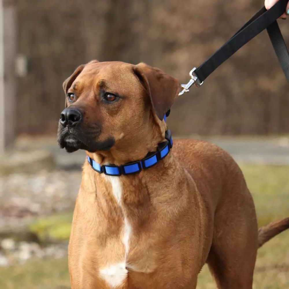 Coastal Pet Products Blue Natural Control Training Collar, 1-In x 22-In