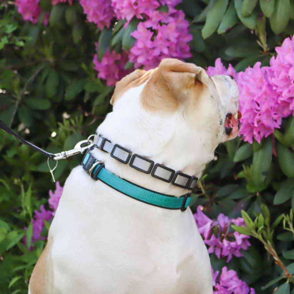 Coastal Pet Products Gray Natural Control Training Collar, 1-In x 22-In