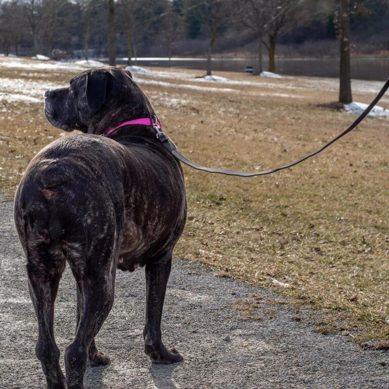 Costal Pet Train Right! Black Cotton Web Dog Training Leash, 10-Ft