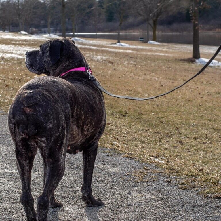 Coastal Pet Products Train Right Black Leash, 15-Ft