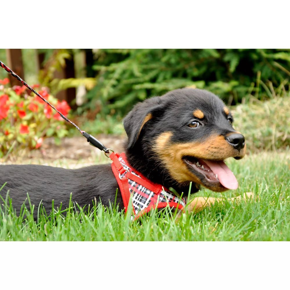 Li'l Pals X-Small Red & Gray Plaid Canvas Dog Harness