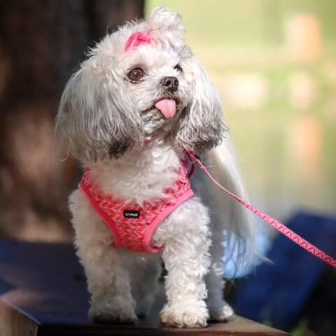 Li'l Pals Pink Tribal Chevron Patterned Dog Leash with E-Z Snap, 3/8-In x 6-Ft