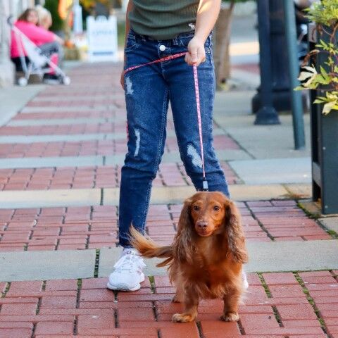 Li'l Pals Pink Tribal Chevron Patterned Dog Leash with E-Z Snap, 3/8-In x 6-Ft