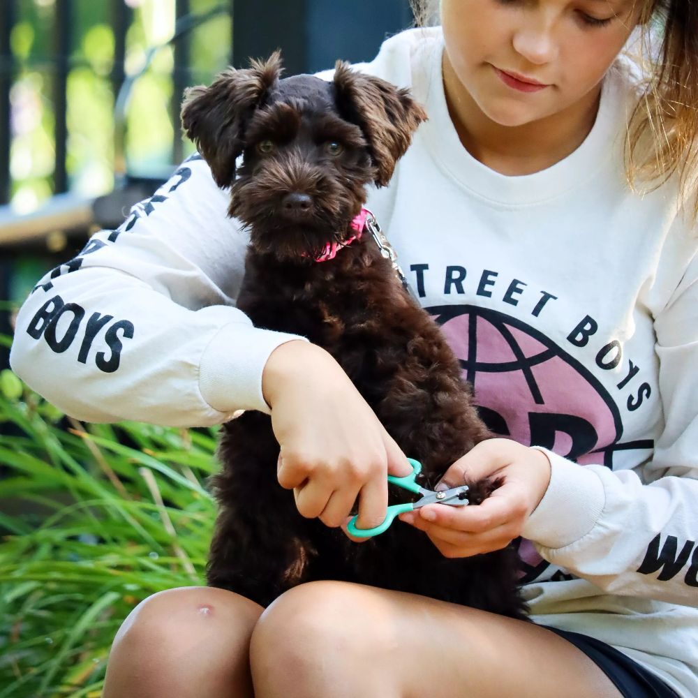 Coastal Pet Products Li'l Pals Dog Nail Trimmer