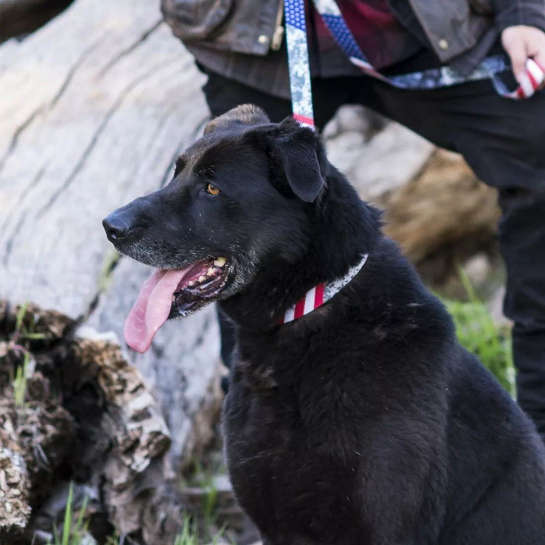 Coastal Pet Wolfgan DigitalDog Adjustable Dog Collar, 5/8-In x 8-In - 12-In, Small