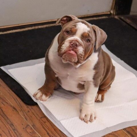 Advance Dog Training Pad With Turbo Dry Technology, 30-Pk