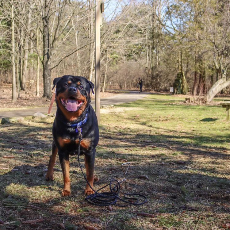 Coastal Pet Products Titan Dog Tie Down Spiral Stake for Hard Soil, 17-In