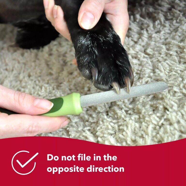 Safari by Coastal Dog Diamond Nail File