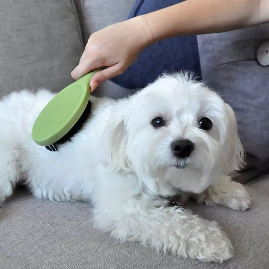 Safari Small Bristle Dog Brush, 8-In