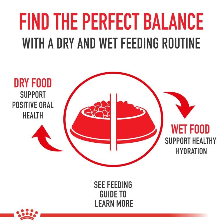 Royal Canin Adult In Gel Canned Dog Food, 13.5-Oz, 6-Pk
