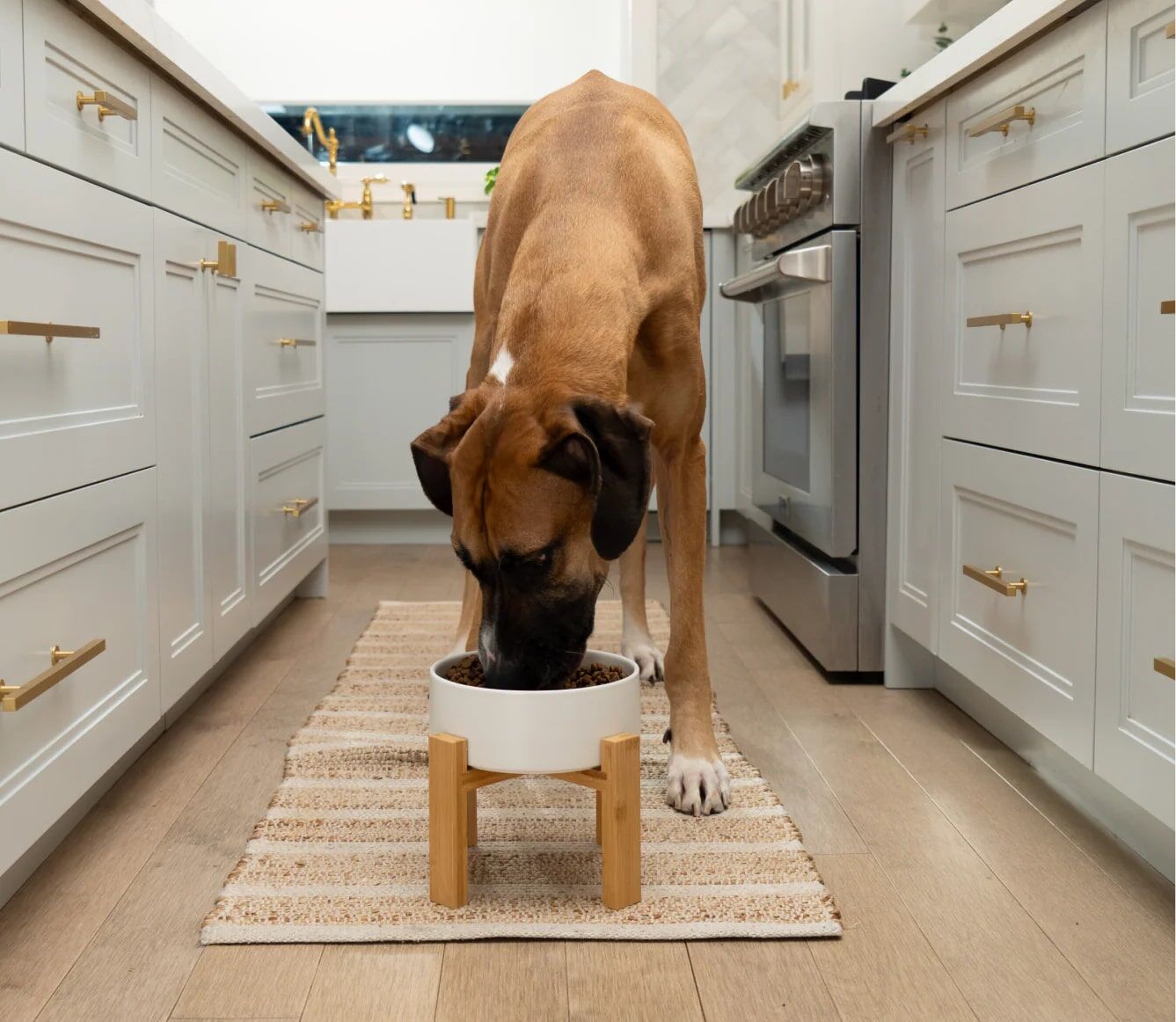 Open Farm Goodbowl Grass-Fed Beef & Brown Rice Dry Dog Food Kibble, 22-Lb