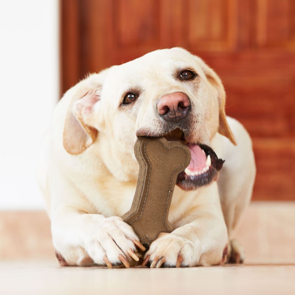 SPOT Dura-Fused Leather Chunky Bone, 6-In