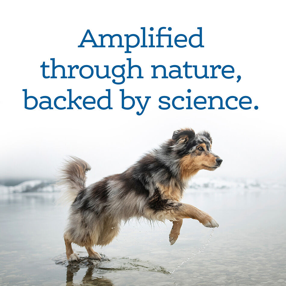 NutriSource AmpliFull Dog Mobility Supplement Soft Chews, 70-Ct