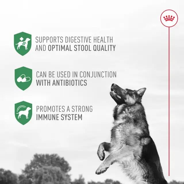 Royal Canin Probiotics For Dogs Digestive And Immune Health Powder Supplement