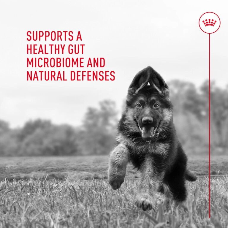 Royal Canin Probiotics for Dogs Digestive and Immune Health Powder Supplement, 1-g, 30-Pk