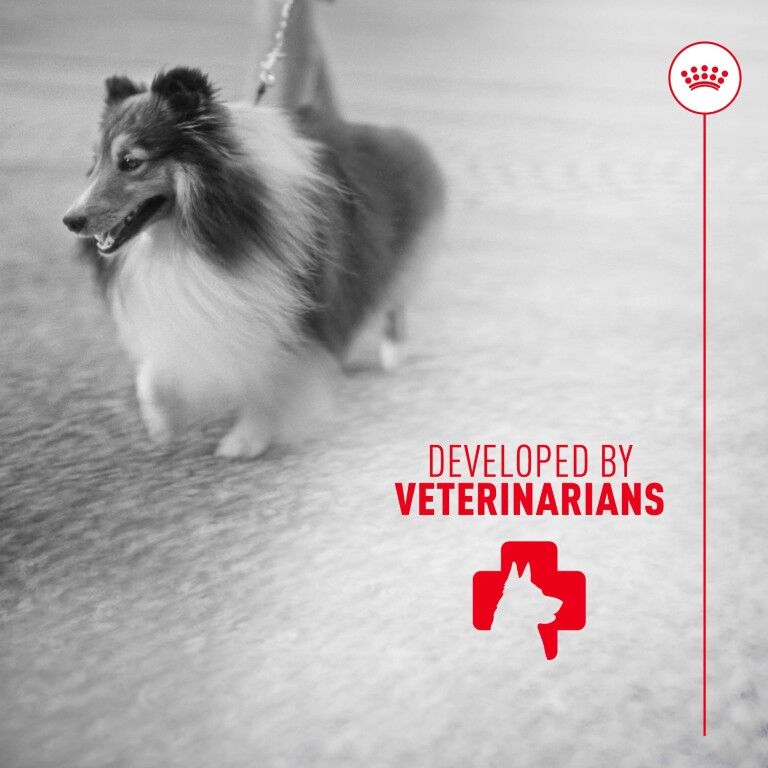 Royal Canin Skin & Coat Supplement Soft Chews For Adult Dogs