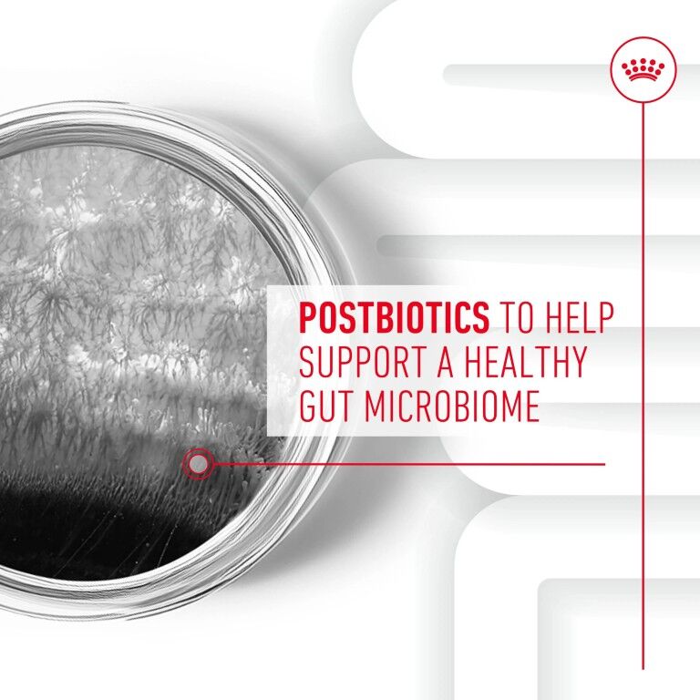 Royal Canin Digestive Supplement Soft Chews For Adult Dogs, 60-Ct