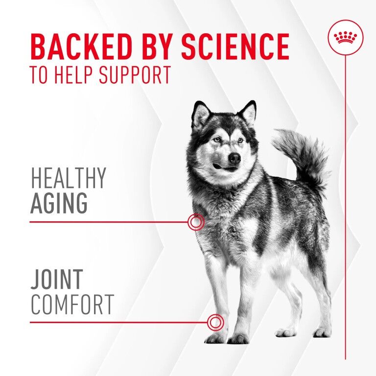 Royal Canin Joint Supplement Soft Chews For Adult Dogs, 60-Ct