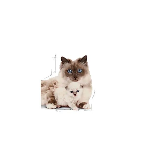 Royal Canin Mother & Babycat Ultra Soft Mousse In Sauce Canned Cat Food, 12-Pk