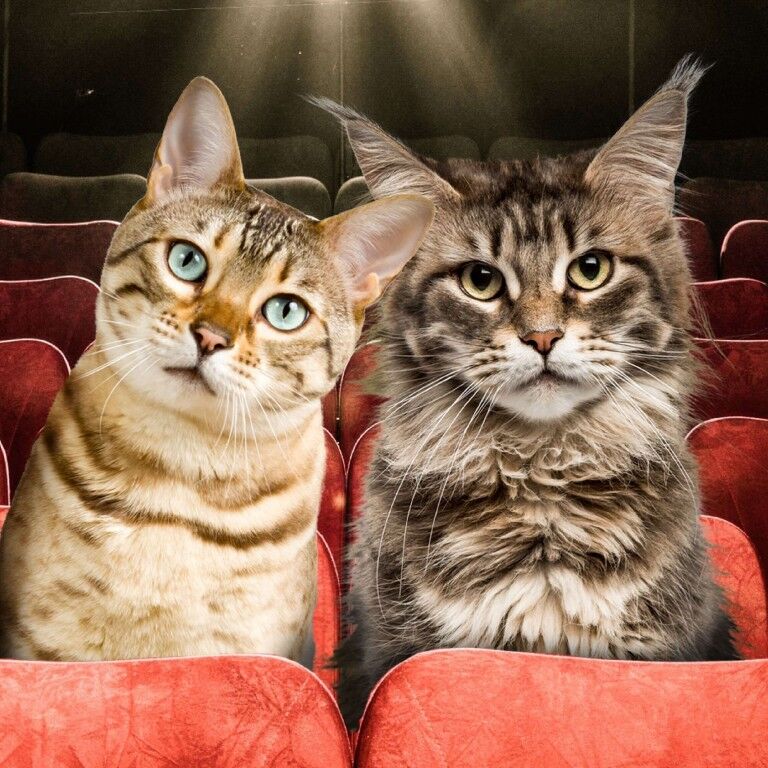 Fromm Adult Gold Dry Cat Food, 10-Lb