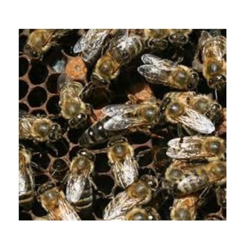 Carniolan Honey Bees with Queen, 3-Lb