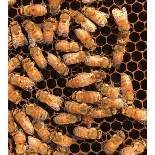 Italian Honey Bees with Queen, 3-Lb