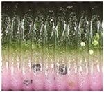 Yamamoto 5-In Senko Rainbow Trout Stickbait