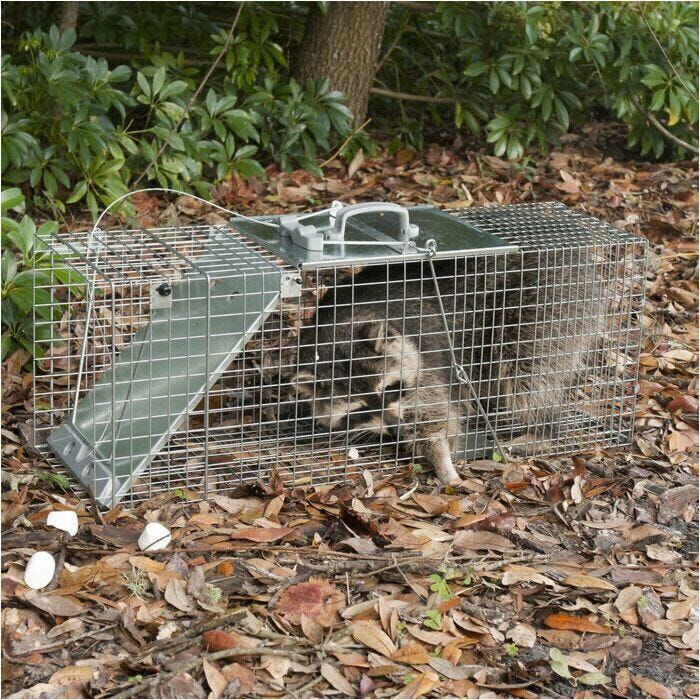 Havahart Easy Set Large 1-Door Animal Trap, 32-In X 10-In X 12-In