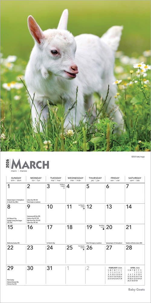Brown Trout Publisher 2026 Baby Goats Monthly Mini Wall Calendar, 7-In x 14-In