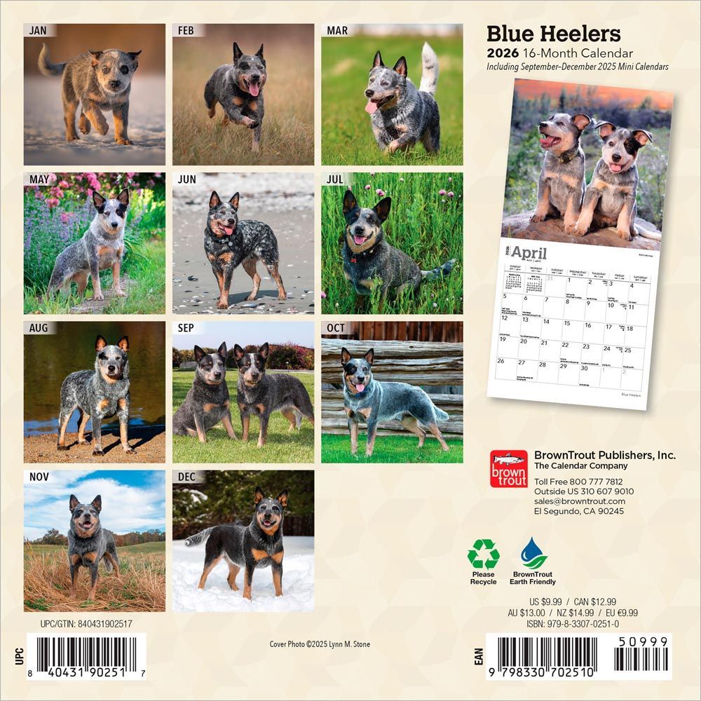 Brown Trout Publisher 2026 Blue Heelers Monthly Mini Wall Calendar, 7-In x 14-In