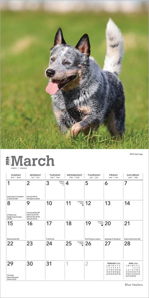 Brown Trout Publisher 2026 Blue Heelers Monthly Mini Wall Calendar, 7-In x 14-In