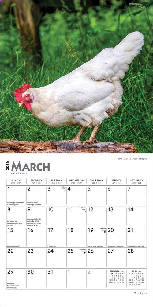 Brown Trout Publisher 2026 Chickens Monthly Mini Wall Calendar, 7-In x 14-In