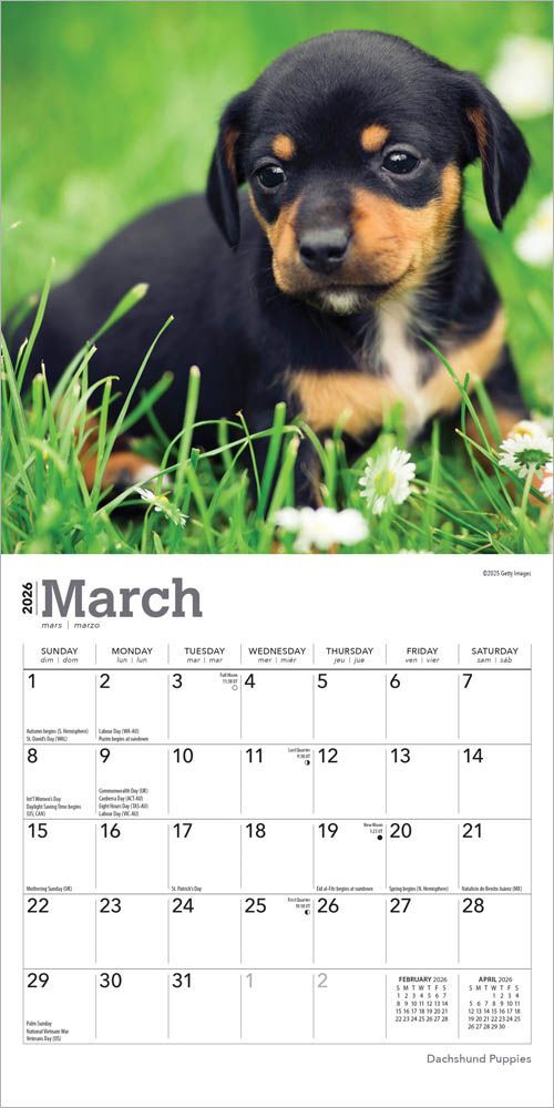 Brown Trout Publisher 2026 Dachshund Puppies Monthly Mini Wall Calendar, 7-In x 14-In