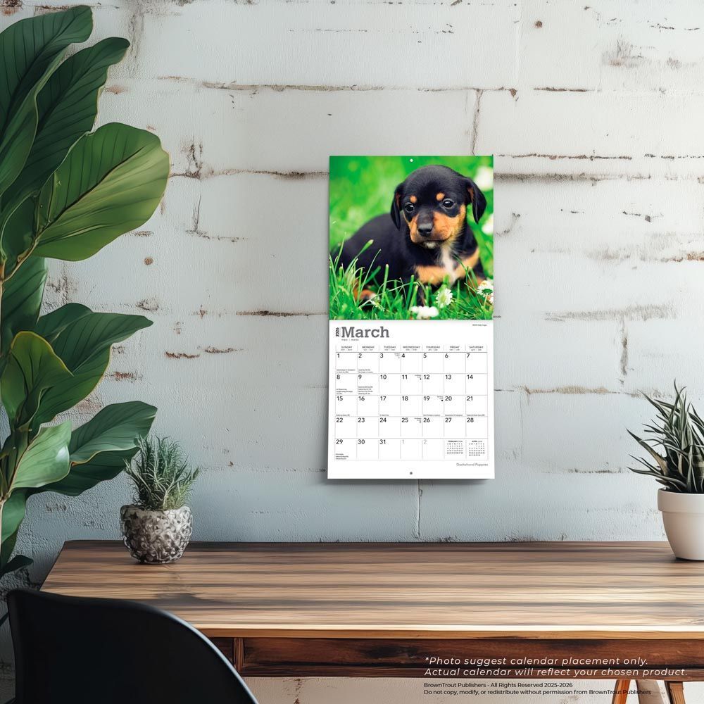 Brown Trout Publisher 2026 Dachshund Puppies Monthly Mini Wall Calendar, 7-In x 14-In