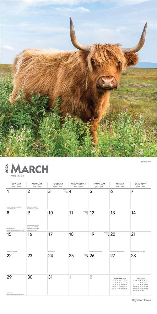 Brown Trout Publisher 2026 Highland Cows Monthly Square Wall Calendar, 12-In x 24-In