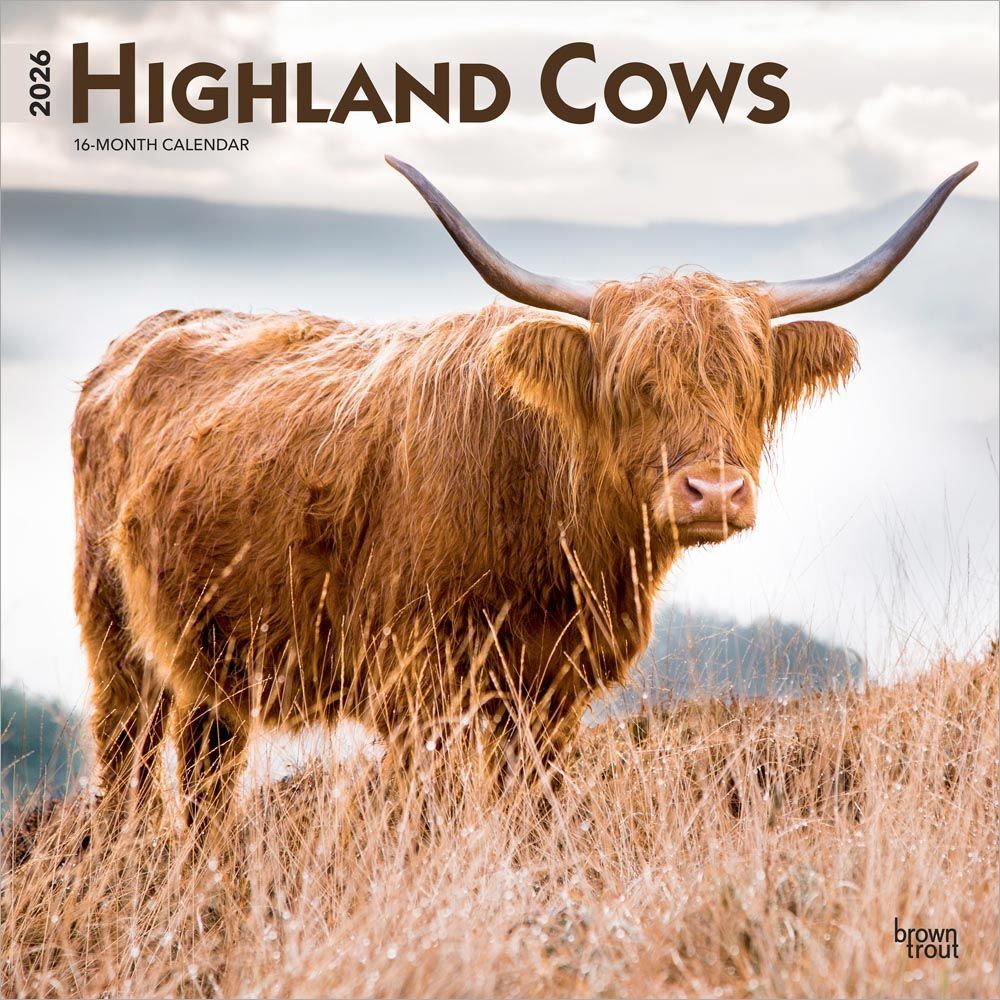 Brown Trout Publisher 2026 Highland Cows Monthly Square Wall Calendar, 12-In x 24-In