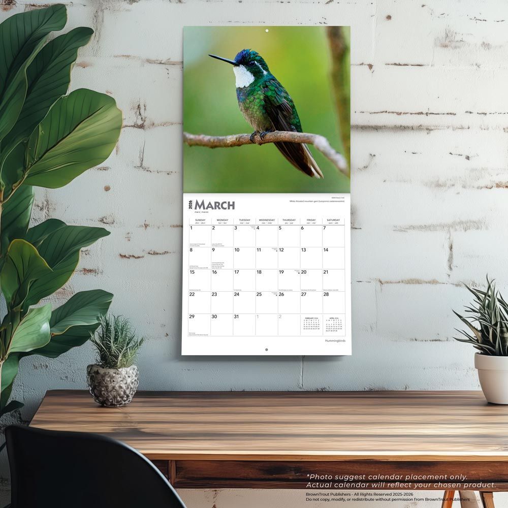 Brown Trout Publisher 2026 Hummingbirds Monthly Square Wall Calendar, 12-In x 24-In
