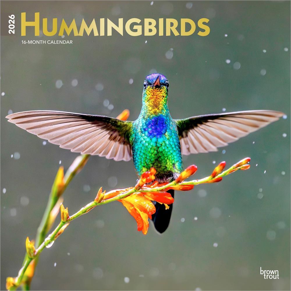 Brown Trout Publisher 2026 Hummingbirds Monthly Square Wall Calendar, 12-In x 24-In