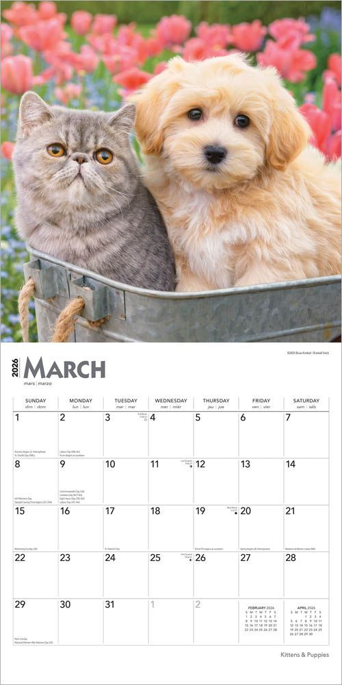 Brown Trout Publisher 2026 Kittens & Puppies Monthly Square Wall Calendar, 12-In x 24-In