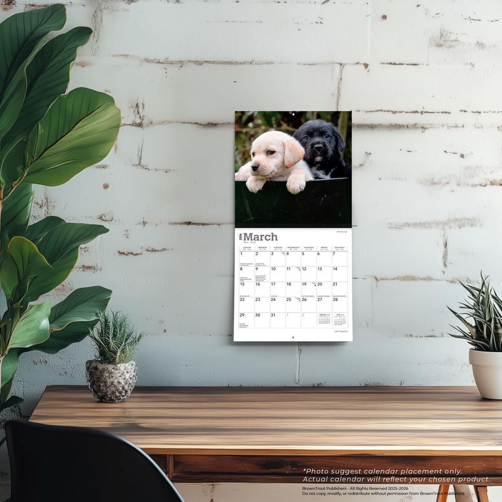 Brown Trout Publisher 2026 Lab Puppies Monthly Mini Wall Calendar, 7-In x 14-In