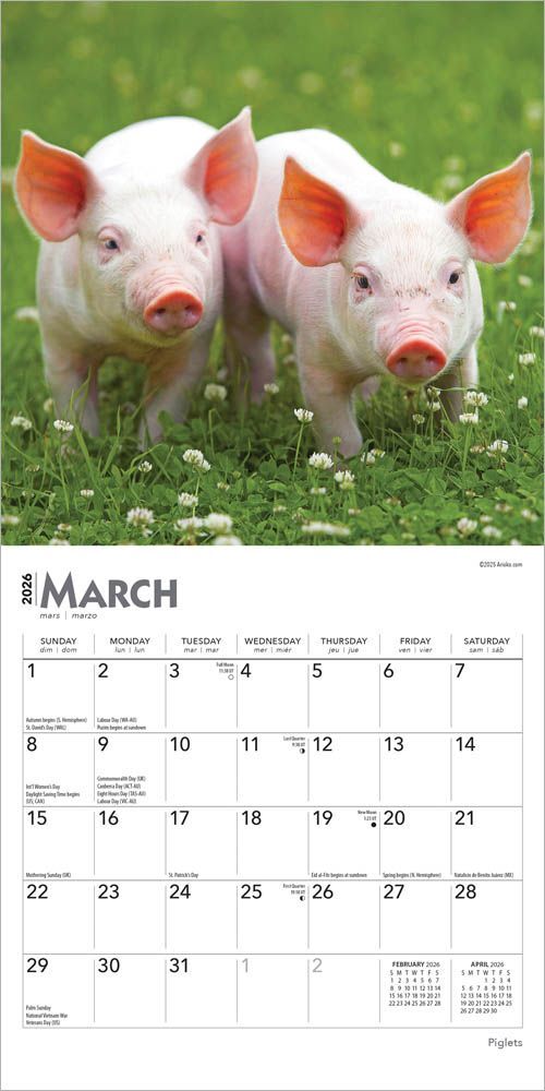 Brown Trout Publisher 2026 Piglets Monthly Mini Wall Calendar, 7-In x 14-In