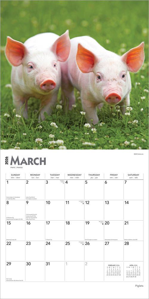 Brown Trout Publisher 2026 Piglets Monthly Square Wall Calendar, 12-In x 24-In
