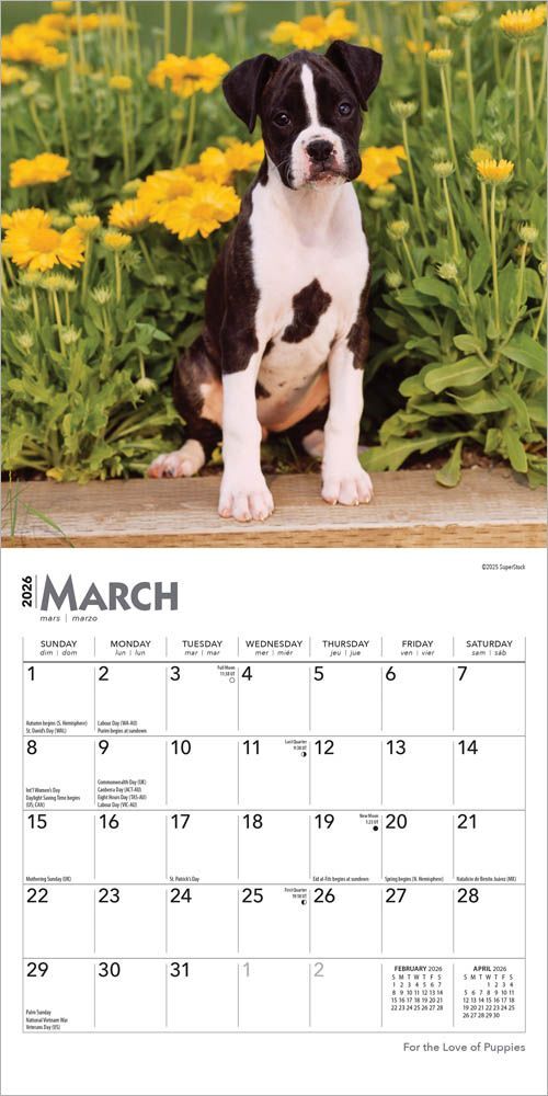 Brown Trout Publisher 2026 For the Love of Puppies Monthly Mini Wall Calendar, 7-In x 14-In