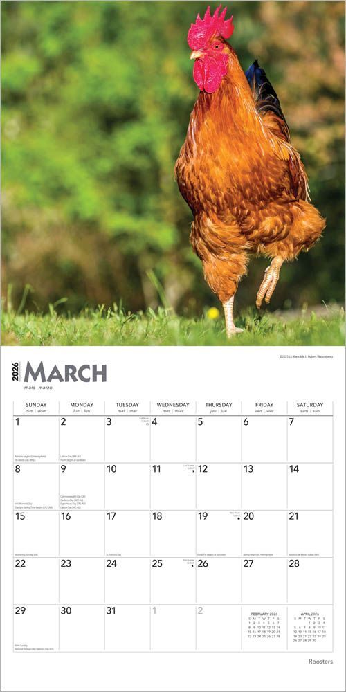Brown Trout Publisher 2026 Rooster Monthly Square Wall Calendar, 12-In x 24-In